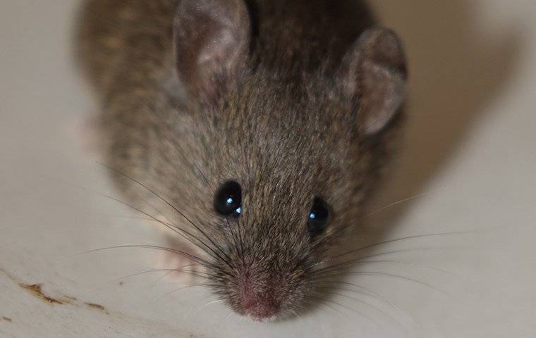 close up of a mouse